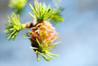 pink flowers larch