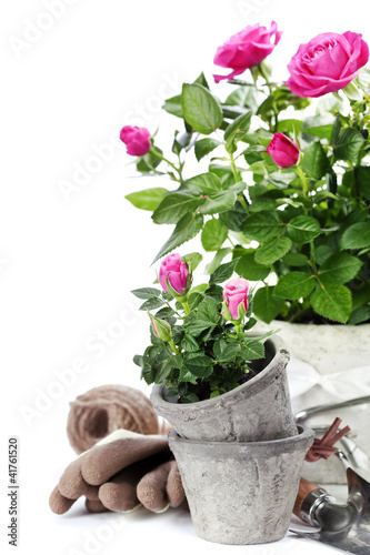 Photo: garden tools garden tools