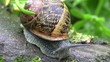 escargot en macro escargot en macro
