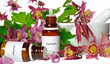 Homöopathie, Aquilegia