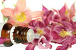 Homöopathie, Aquilegia