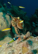 sxm7