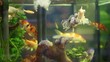 Video: Tete de lion oranda Tete de lion oranda
