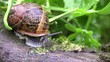 vue macro sur un escargot