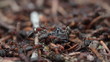 Video: ants carrying a large insect ants carrying a large insect