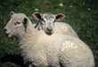 sheep