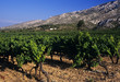 vineyards