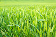 Organic green spring