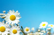 white marguerite flowers