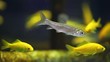 Video: Fish ... Fish ...