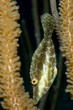 sxm7