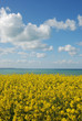Rape field