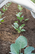 Seedlings under cover