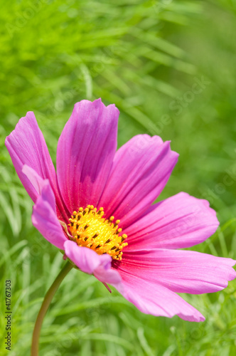 Photo: Summer garden - beautiful cosmos flower Summer garden - beautiful cosmos flower
