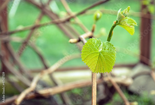 Photo: New leaves are growing on the vine New leaves are growing on the vine