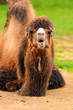 Bactrian Camel