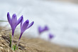 Sky flower, crocus, grass and snow Sky flower, crocus, grass and snow