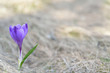 blossoming crocus blossoming crocus