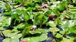 water lily