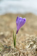 spring crocus spring crocus