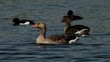 Gänse und Enten