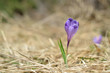violet spring crocus pushing up through the grass violet spring crocus pushing up through the grass