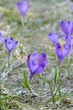 Crocus, spring in mountains Crocus, spring in mountains
