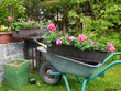 Pflanzen Garten Blumenkästen