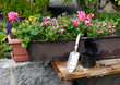 Foto: Pflanzen Garten Blumenkästen Pflanzen Garten Blumenkästen