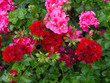 Geranien Blüten in pink