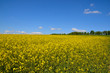 Landschaft Wolken Wiese Rapsfeld