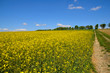 Landschaft Wolken Wiese Rapsfeld