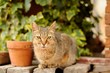 Cat Portrait