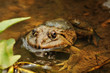 Thai frog in pond Thai frog in pond
