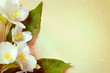 jasmine spring flowers on old paper background jasmine spring flowers on old paper background