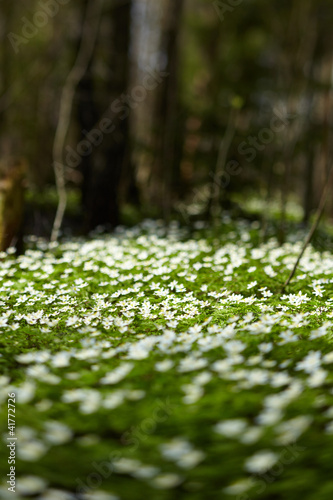 Photo: spring flowers spring flowers