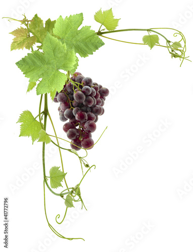 Photo: grappe de raisin et feuilles de vigne grappe de raisin et feuilles de vigne