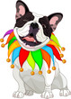 French bulldog wearing a colorful collar