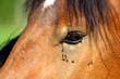 auge eines pferdes