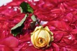 Gelbe vertrocknete Rose auf frischen roten Blütenblättern