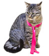 gatto con cravatta rosa