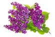 Purple lilac isolated branches Purple lilac isolated branches