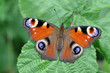 Farfalla Vanessa Pavone