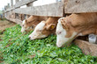 Foto: calves eat grass calves eat grass