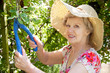happy lady gardening with sheers happy lady gardening with sheers
