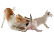 chihuahua and siamese kitten