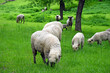Foto: Schafidylle Schafidylle