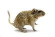 Brown gerbil, isolated on white background
