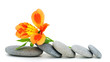 Lily flower and pebble. Lily flower and pebble.