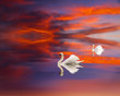 Cisnes en el lago